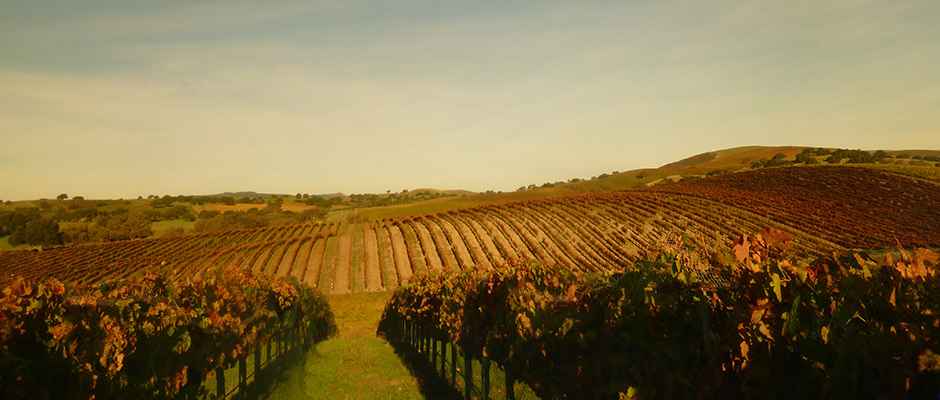 Vineyard