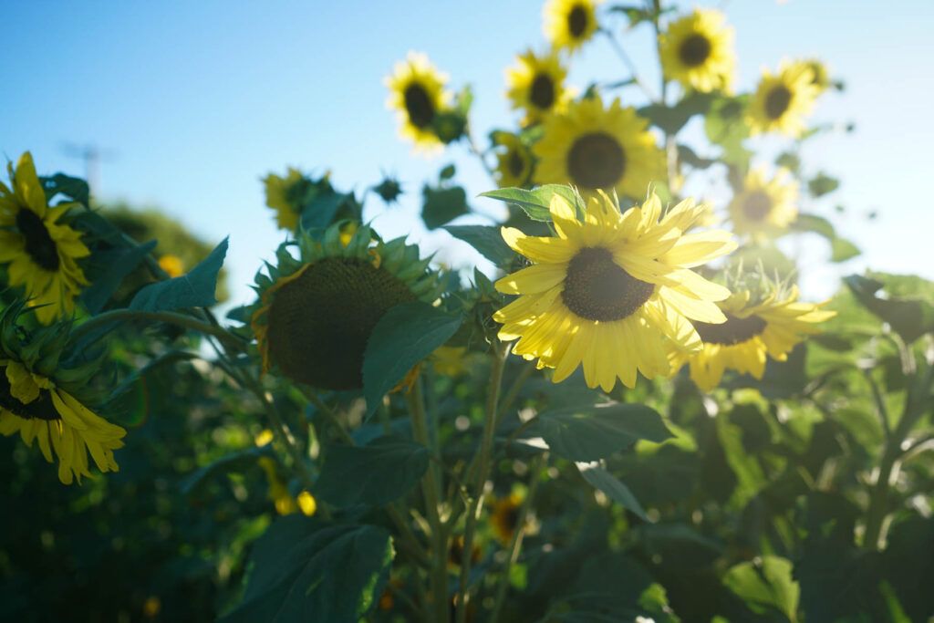 Sunflowers in a field with bright yellow petals and green leaves, illuminated by sunlight against a clear blue Willamette Valley sky, evoke the vibrant essence of the region’s sparkling wine.