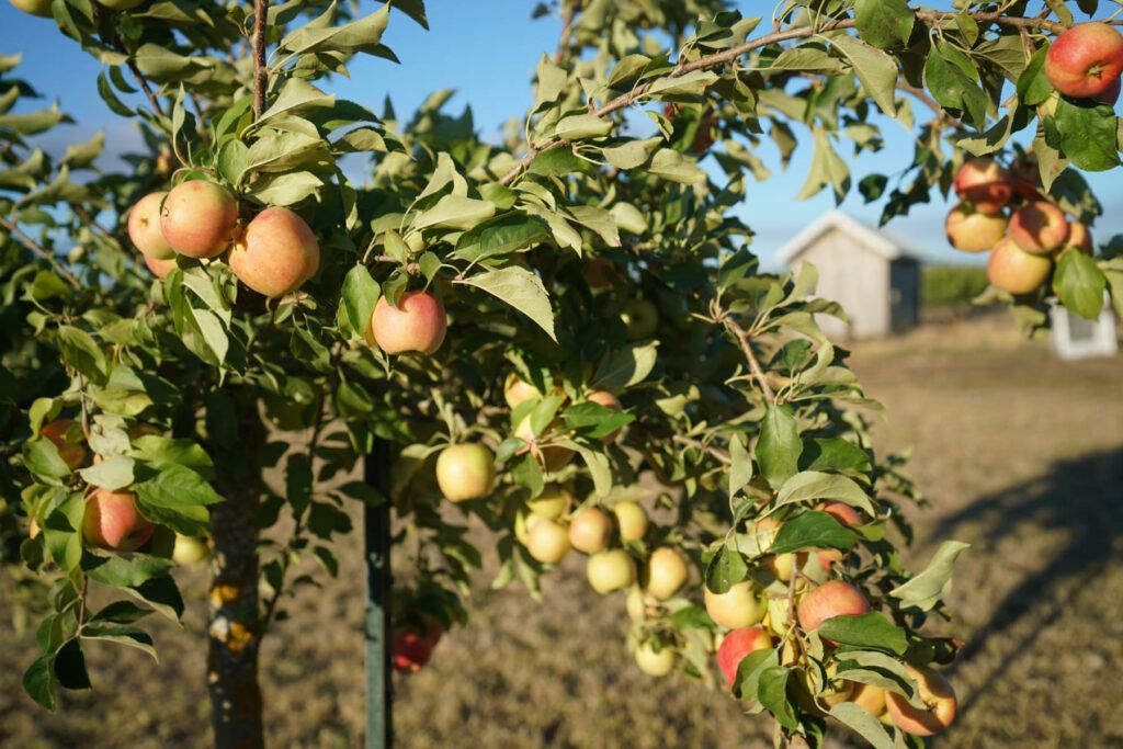 Apple tree with clusters of ripe and unripe apples hanging from its branches on a scenic farm; a small building and field are visible in the background.