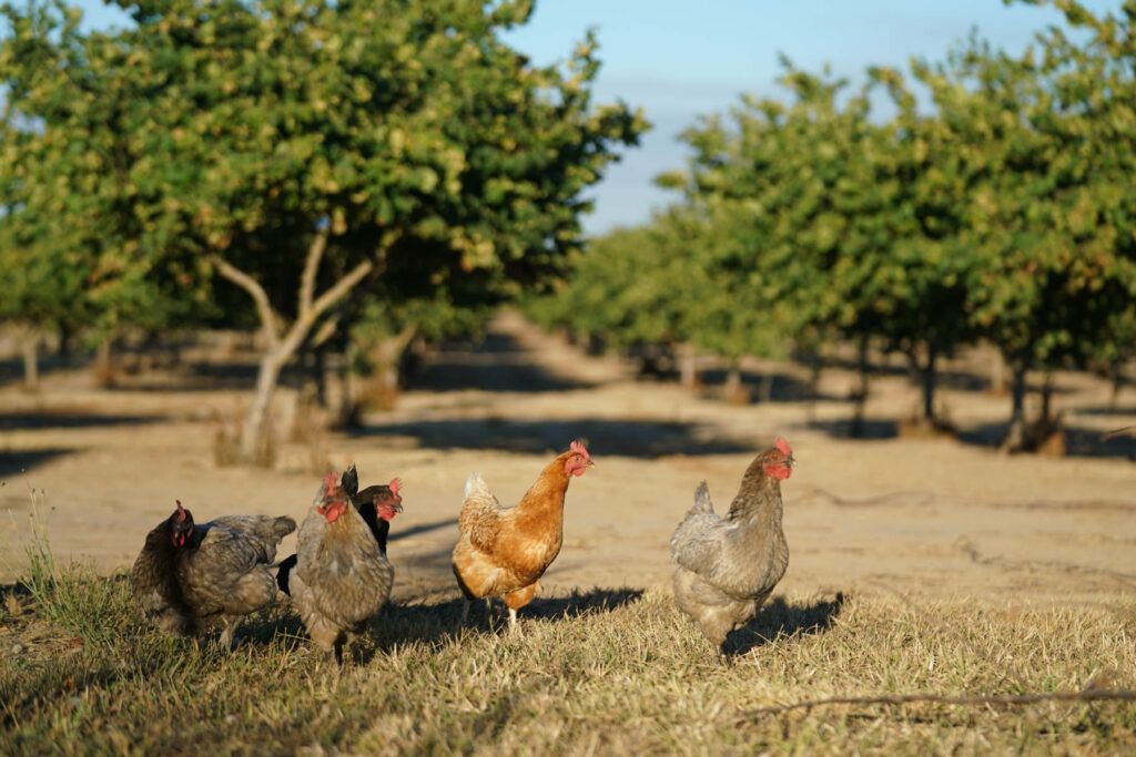 Five chickens walk on dry grass in an orchard on a Willamette Valley farm, surrounded by rows of green-leaved trees beneath a clear blue sky.