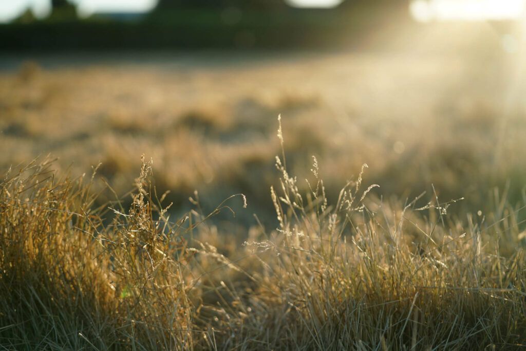 Dry grass in a sunlit farm field with blurred background and warm, golden light from the setting sun.
