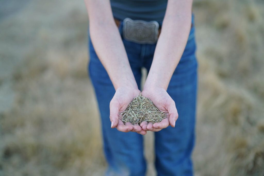 Finley holds a small pile of dry grass or hay in their cupped hands, standing on a farm with a blurred natural background.