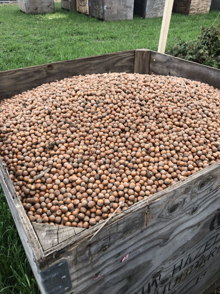 Hazelnuts
